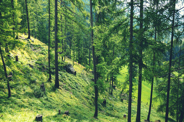 Fototapeta premium Spruce forest on a mountainside on a sunny day