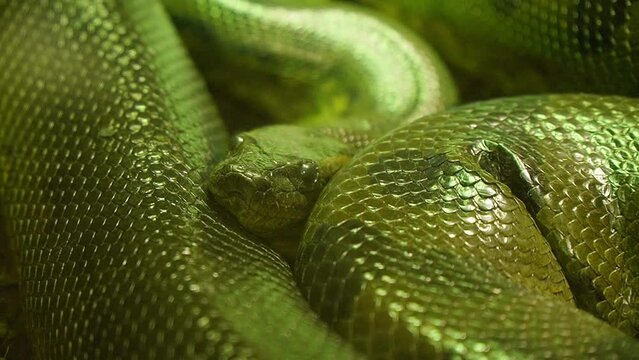 Beautiful green Python curled up resting, close up detailed shot.
