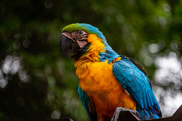 Macaw  (Ara ararauna)