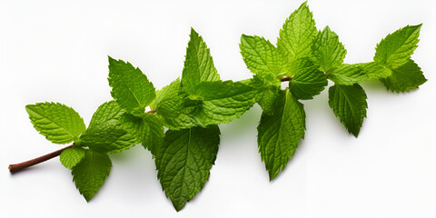 Mint leaves on stem stock Verdant Vibrance Mint Leaves on Green Stems  