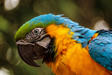 Macaw  (Ara ararauna) © Gabbo