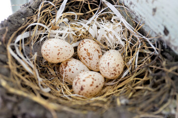 Naklejka na ściany i meble birds nest with eggs