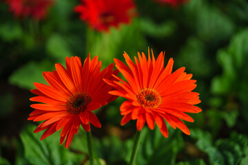 Closeup of orange Gerbera flower under sunlight use in background natural green plants landscape, ecology wallpaper cover page concept.