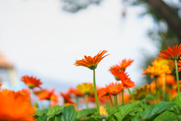 Closeup of orange Gerbera flower under sunlight with copy space use in background natural green plants landscape, ecology wallpaper cover page concept.