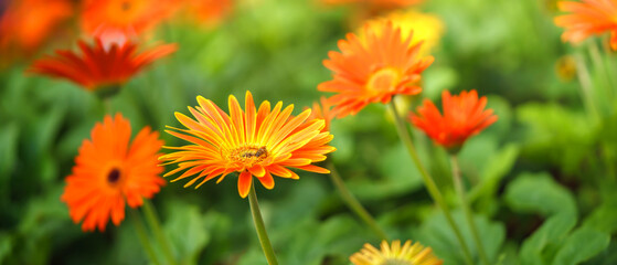 Closeup of orange Gerbera flower and honey bee under sunlight using as background natural plants landscape, ecology wallpaper cover page concept.