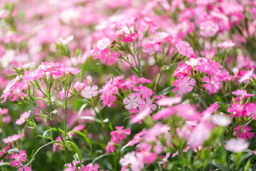 Closeup of pink Dianthus flower under sunlight using as background natural plants landscape, ecology wallpaper cover page concept.