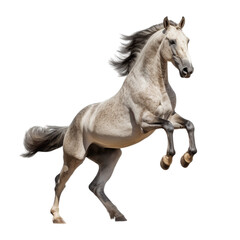 Obraz na płótnie Canvas horse, transparent, png, cutout, rearing, jumping, running, galloping, cantering, beautiful, asset, element, majestic, healthy, walking, bucking, 