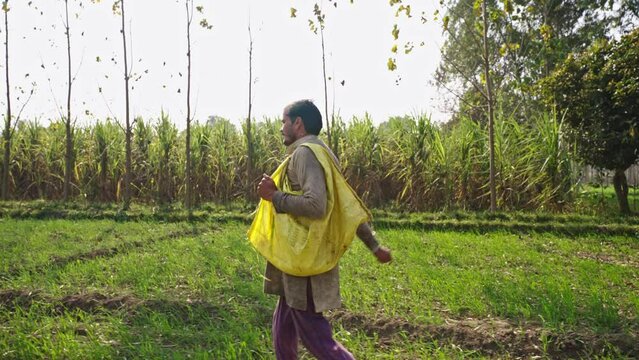 Slow motion trucking shot of an indian farmer walking to his farm to scatter urea or chemical fertiliser for the wheat crops in Uttar Pradesh, India. Chemical fertiliser being used on indian farm