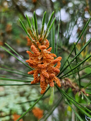 소나무 송화 가루