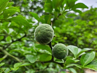 탱자 나무 열매