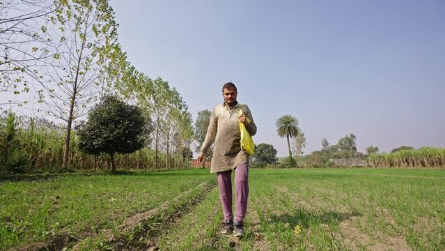 Front tracking shot of an indian farmer walking to his farm to scatter urea or chemical fertiliser for the wheat crops in Uttar Pradesh, India. Chemical fertiliser being used on indian farm