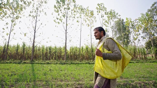 Mid shot of an indian farmer walking to his farm to scatter urea or chemical fertiliser for the wheat crops in Uttar Pradesh, India. Chemical fertiliser being used on indian farm
