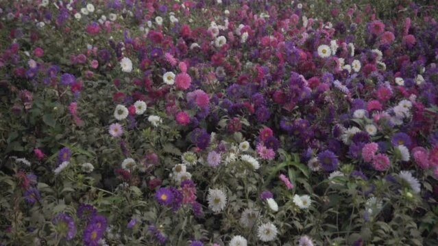 Multicolored aster flower garden of khirai, West bengal, India in full bloom. Huge cultivation of flowers to be exported in different foreign countries and generate huge earning for flower farmers.