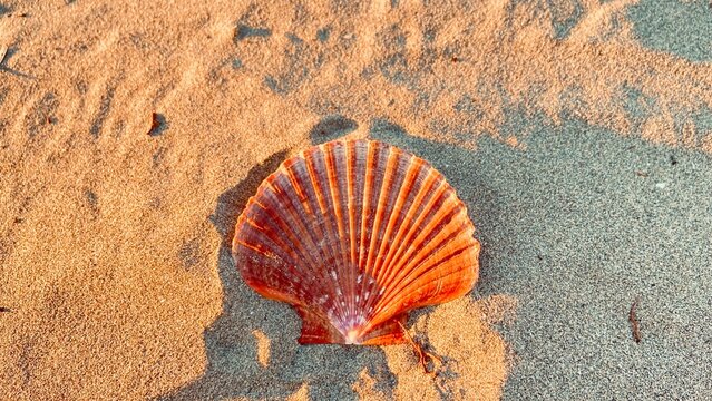 Toma macro de una concha marina