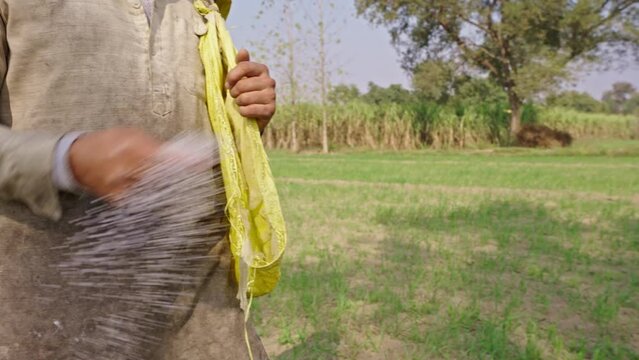 Close up shot of an indian farmer walking to his farm to scatter urea or chemical fertiliser for the wheat crops in Uttar Pradesh, India. Chemical fertiliser being used on indian farm