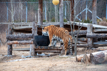 물마시는 호랑이