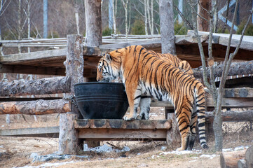 물마시는 호랑이
