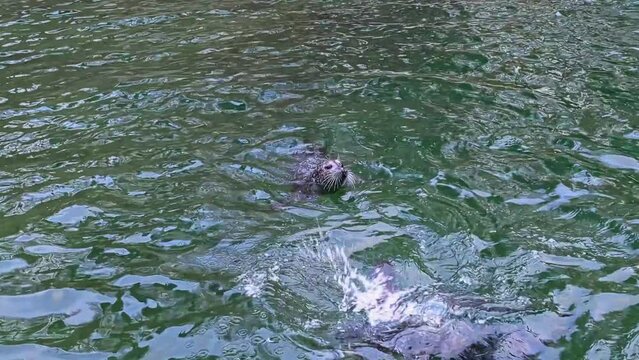 Seals being fed in the Slottsskogen City Zoo, Gothenburg, Sweden. Handheld static shot
