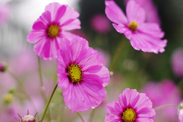 Pink cosmos flowers on a green blurred background. There are traces of water droplets.