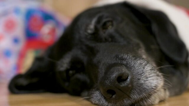 A narrow-focus view of a black senior labrador breed dog nose while laying on the ground.