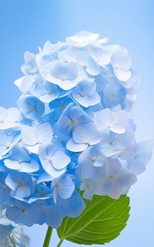 Close-up photo of soft blue and white hydrangea flower backgrounds