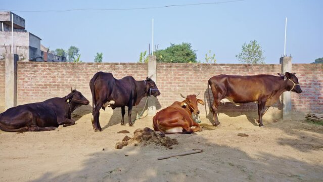 Dolly in shot of cattle in an Indian farmers home. Animal husbandry in India
