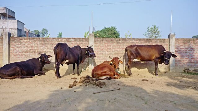 Dolly out shot of cattle in an Indian farmers home. Animal husbandry in India
