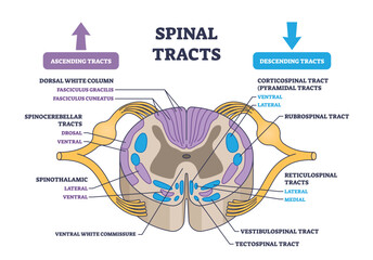 Spinal tracts with medical ascending and descending parts outline diagram. Labeled educational scheme with information exchange neural pathways vector illustration. Detailed anatomical explanation.