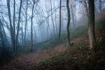 La clairière