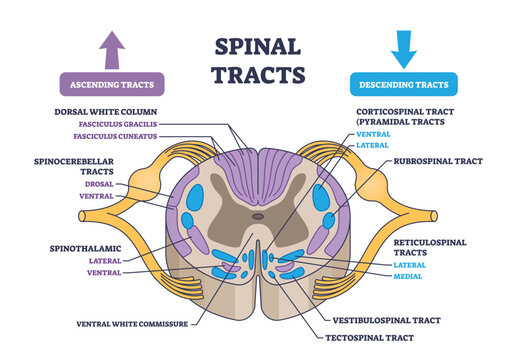 Spinal tracts with medical ascending and descending parts outline diagram. Labeled educational scheme with information exchange neural pathways vector illustration. Detailed anatomical explanation.