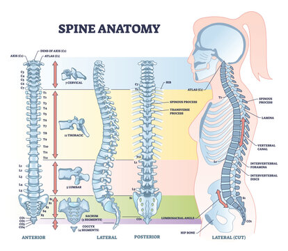 Anatomy of lumbar spine hi-res stock photography and images - Alamy