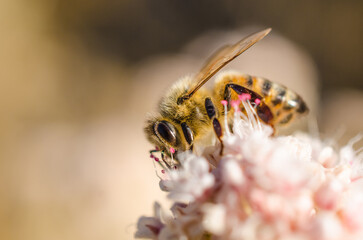 bee macro