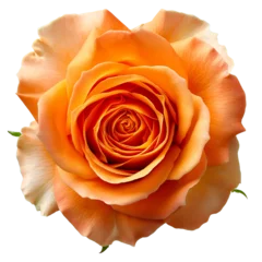 Deurstickers Orange Rose on isolated background © praewpailyn