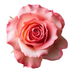 Pink Rose on isolated background