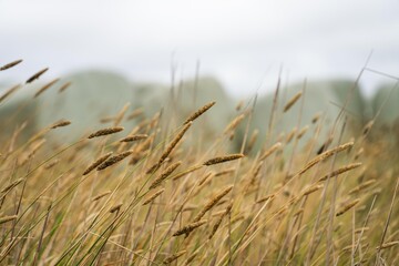 Fototapeta premium silage and hay fodder in a storage yard on a farm and ranch. animal feed to be fed to animals in australia