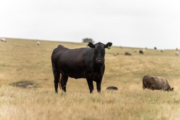 Naklejka na ściany i meble Close up of Angus and Murray Grey Cows eating long pasture in Australia.