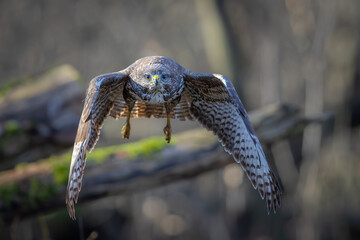 Common Buzzard (Buteo buteo) flying in the forest