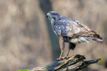 Common Buzzard (Buteo buteo) sitting on a branch. Birds of prey . Wildlife scenery.	