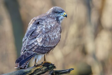 Common Buzzard (Buteo buteo) sitting on a branch. Birds of prey . Wildlife scenery.	