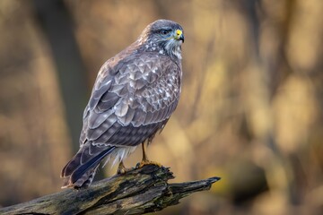 Common Buzzard (Buteo buteo) sitting on a branch. Birds of prey . Wildlife scenery.	