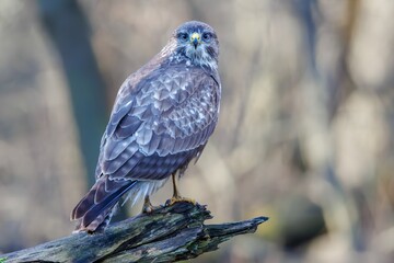 Common Buzzard (Buteo buteo) sitting on a branch. Birds of prey . Wildlife scenery.	