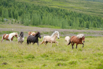 Eine Gruppe von Islandpferden rennt gemeinsam über die Wiese