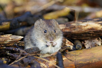vole enjoying life