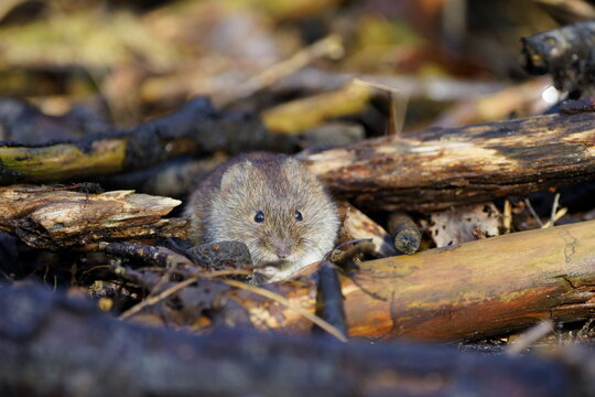 vole enjoying life