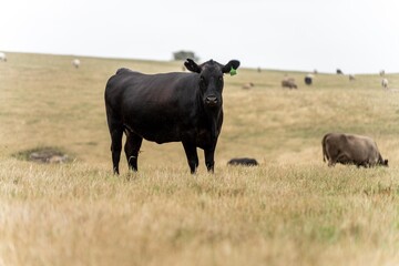 Naklejka na ściany i meble stud wagyu and angus beef cows in a paddock free range in australia, in a dry grass field in the day
