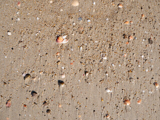 Seabed with pebbles and seashells.