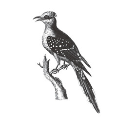 Fototapeta premium Great Spotted Cuckow (Clamator glandarius). Doodle sketch. Vintage vector illustration.