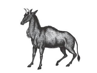 Nilgai (Boselaphus tragocamelus). Doodle sketch. Vintage vector illustration.