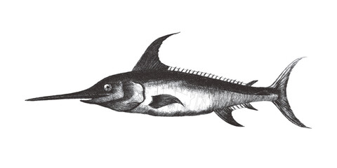 Sword Fish. Doodle sketch. Vintage vector illustration.