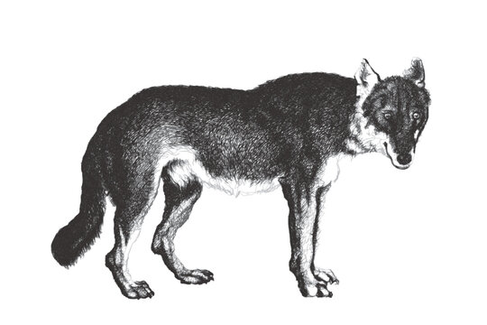 Wolf (Canis lupus). Doodle sketch. Vintage vector illustration.